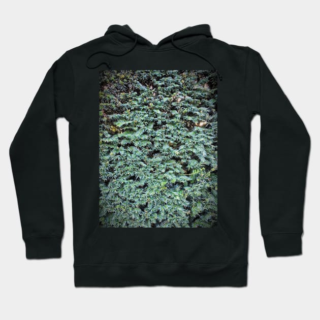 Hedge - Taxus Hoodie by Dpe1974